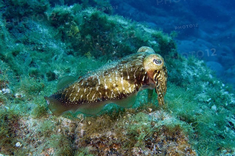 Common cuttlefish (Sepia officinalis) swimming over an algae-covered seabed, dive site Cueva del Tiburon, Las Galletas, Tenerife, Canary Islands, Spain