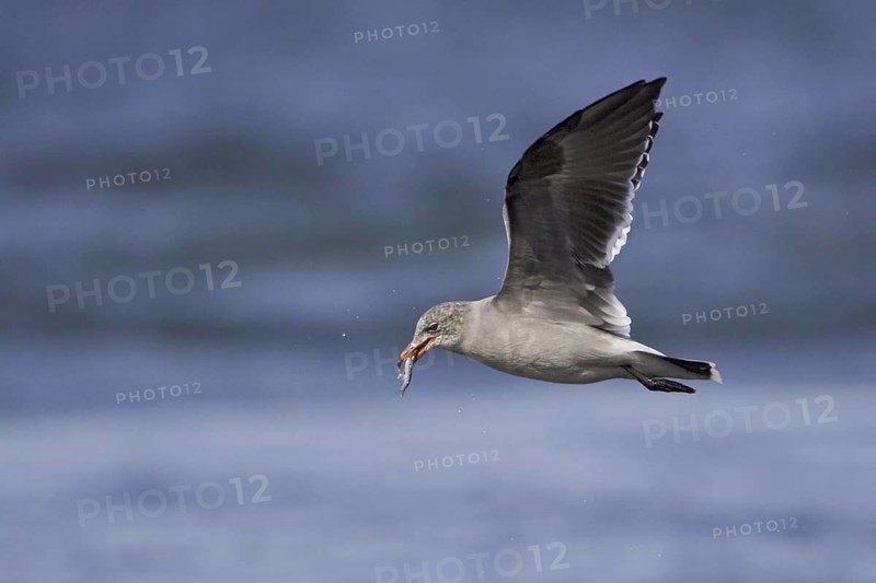 Heermann's Gull (Larus heermanni) flying, Washington, USA