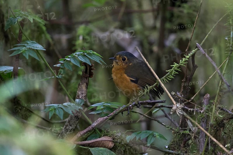Slaty-crowned Antpitta (Grallaricula nana) perched on a branch, Rio Blanco Nature Reserve, Colombia