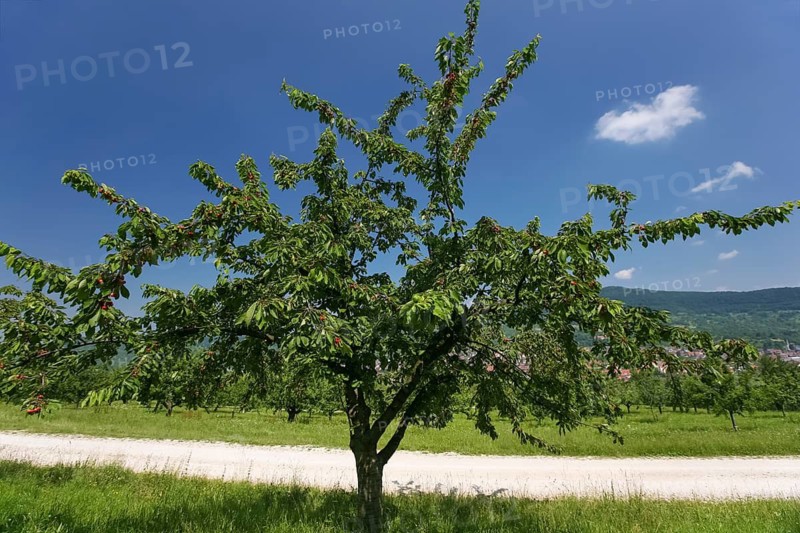 Dettinger Kirschenweg and Kirschenheimat, tradition of growing cherries in the Erms Valley, cherry tree (Prunus avium), cherries, ripe fruit, green leaves, path, pleasure hiking trail, summer, Dettingen an der Erms, Neckar-Alb region, Baden-Württemberg, Germany