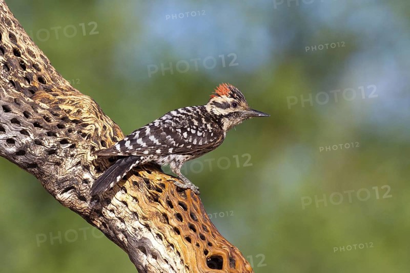 Ladder-backed Woodpecker Picoides scalaris Amado, Santa Cruz County, Arizona, United States 7 May Adult Male PICIDAE