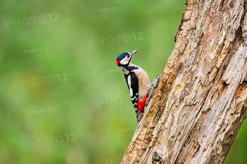Great spotted woodpecker (Dendrocopos major) sitting on an old wrotten tree trunk in late summer, Bavaria, Germany