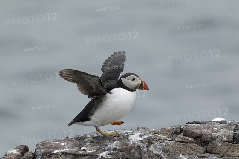 Atlantic Puffin (Fratercula arctica) flapping, Scotland, United Kingdom