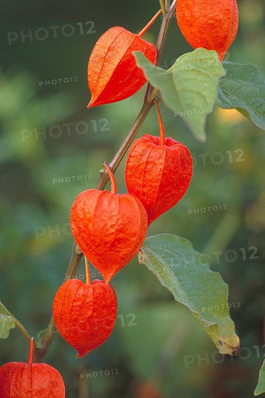 Bladder cherries also known as Jewish cherries (Physalis), Bavaria, Germany