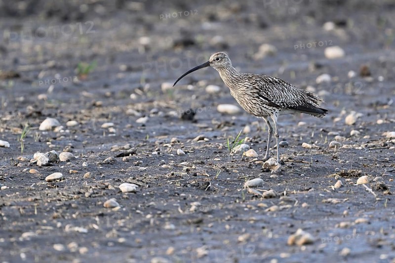 Eurasian curlew (Numenius arquata), foraging in a field, Lake Neusiedl National Park, Seewinkel, Burgenland, Austria