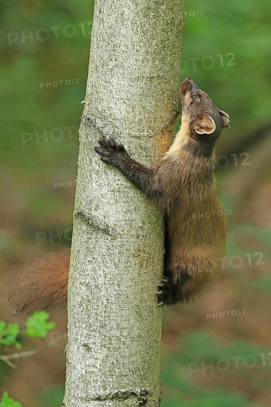 Pine marten