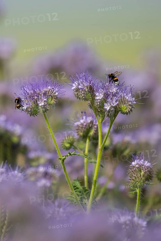 Buff-tailed bumble bee (Bombus terrestris) worker feeding on nectar from Scorpionweed (Phacelia tanacetifolia) flowers, Hesse, Germany