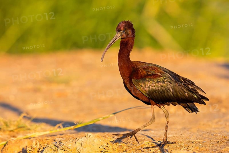 Sicklebird, Black Ibis, Plegadis falcinellus, Israel