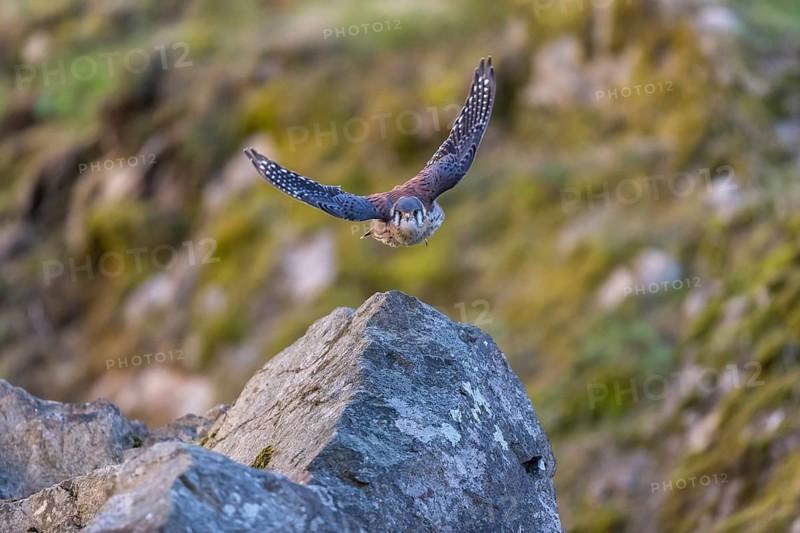 American kestrel (Falco sparverius) flies over rocky terrain