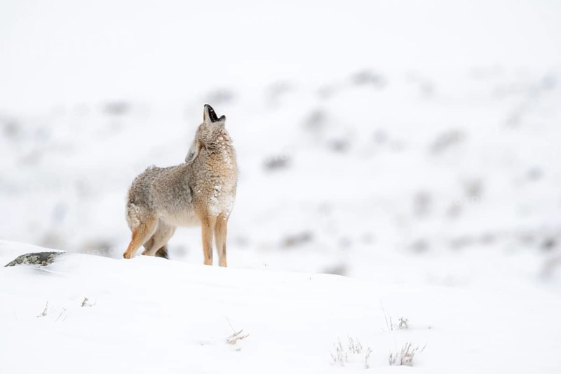 Coyote (Canis latrans) adult howling in snowy countryside, Yellowstone National Park, Wyoming, USA