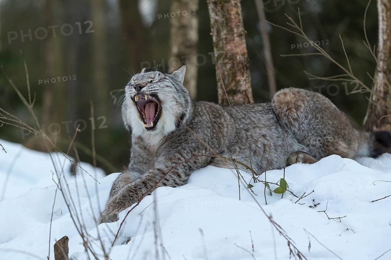 One Eurasian lynx, (Lynx lynx), resting on a snowy lookout in the forest, yawning
