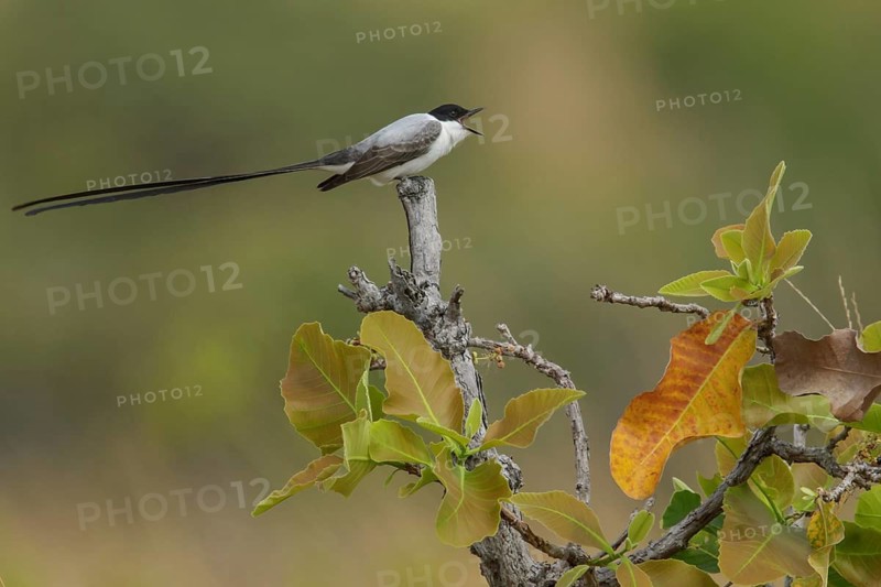 Fork-tailed Flycatcher (Tyrannus savana) perched on a branch in the grasslands of Guyana