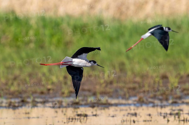 Two black-winged stilts (Himantopus himantopus) adult males landing in shallow water of pond at wetland in spring