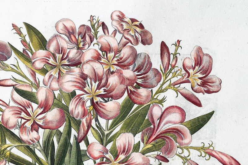 Blossoms, rose laurel, true oleander (Nerium oleander), hand-coloured copperplate engraving by Basilius Besler, from Hortus Eystettensis, 1613