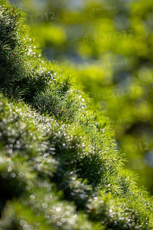 Green pine needles with water droplets, close-up, Ternitz, Lower Austria, Austria