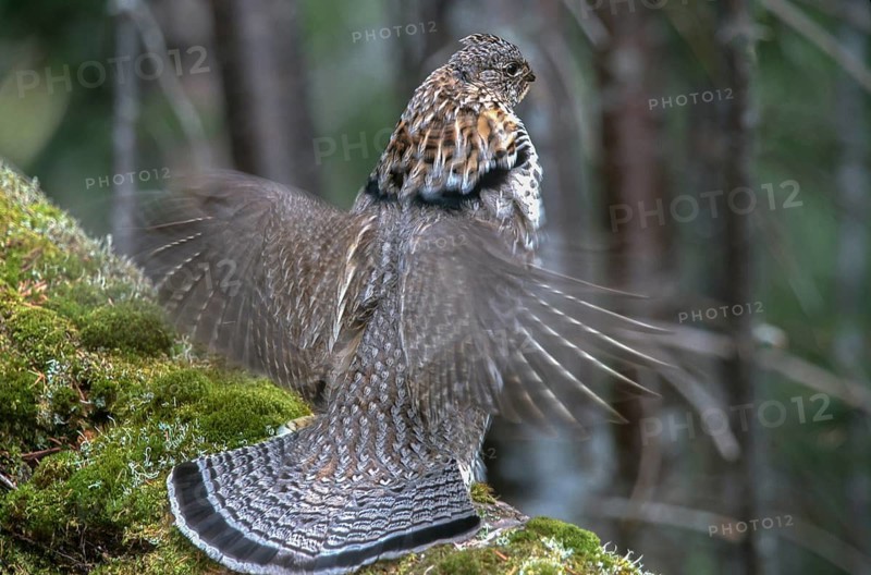 Ruffed grouse. Bonasa umbellus. Male in a territorial display on a mossy trunk. Gaspesie conservation park. Province of Quebec. Canada