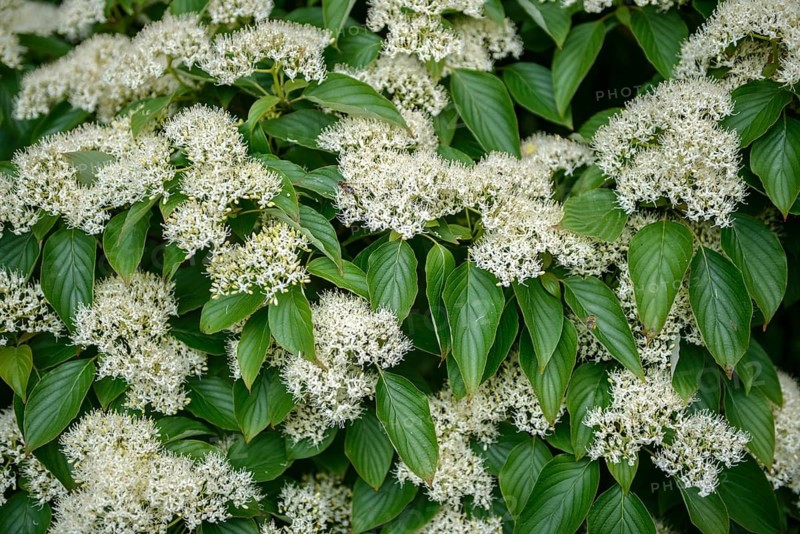Stacking dogwood (Cornus alternifolia), Arboretum Baumpark Ellerhoop, Germany