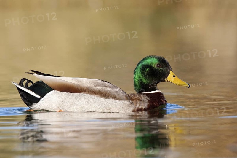 Mallard Anas platyrhynchos Gilbert, Maricopa County, Arizona, United States 9 February Adult Male Anatidae