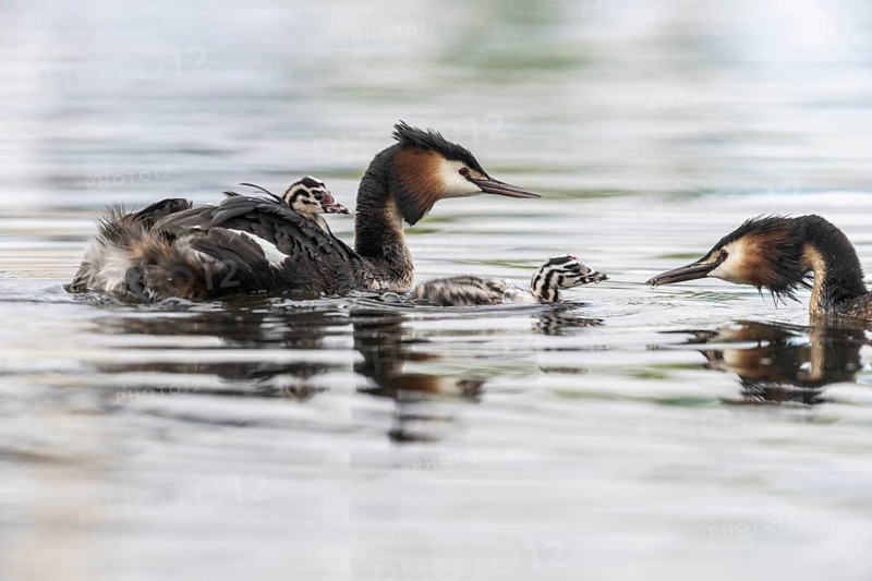Great Crested Grebe (Podiceps Scalloped ribbonfish) with juveniles, Emsland, Lower Saxony, Germany