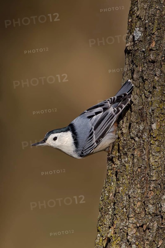 White-breasted Nuthatch (Sitta carolinensis) climbs down a tree, Ohio, USA