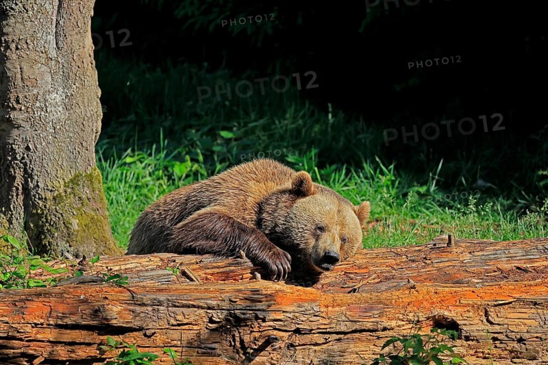 Eurasian brown bear (Ursus arctos arctos), half-grown young, resting, tree trunk, in summer, Bavarian Forest National Park, Germany