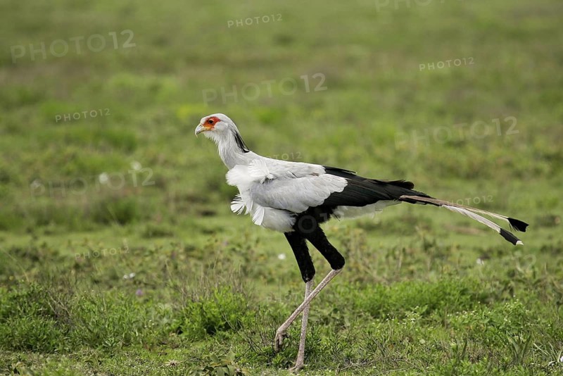 Secretarybird (Sagittarius serpentarius), Serengeti National Park, Tanzania