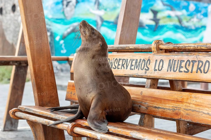Sea lions (Zalophus wollebaeki), San Cristobal, Galapagos, Ecuador