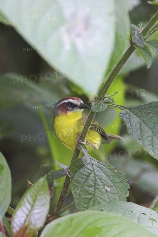 Rufous-capped Warbler (Basileuterus rufifrons), Costa Rica