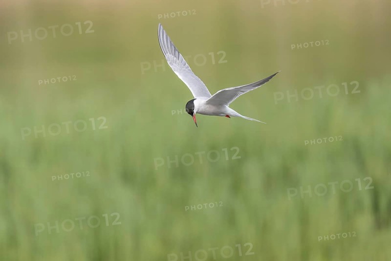 Common tern (Sterna hirundo) hovering over a marsh. Bas Rhin, Alsace, France