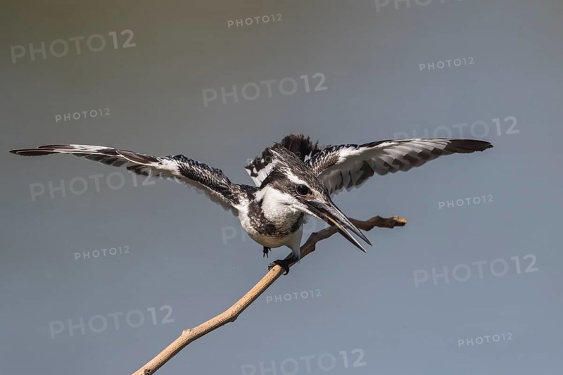 Pied Kingfisher (Ceryle rudis) female in defense posture on a twig, Gambia