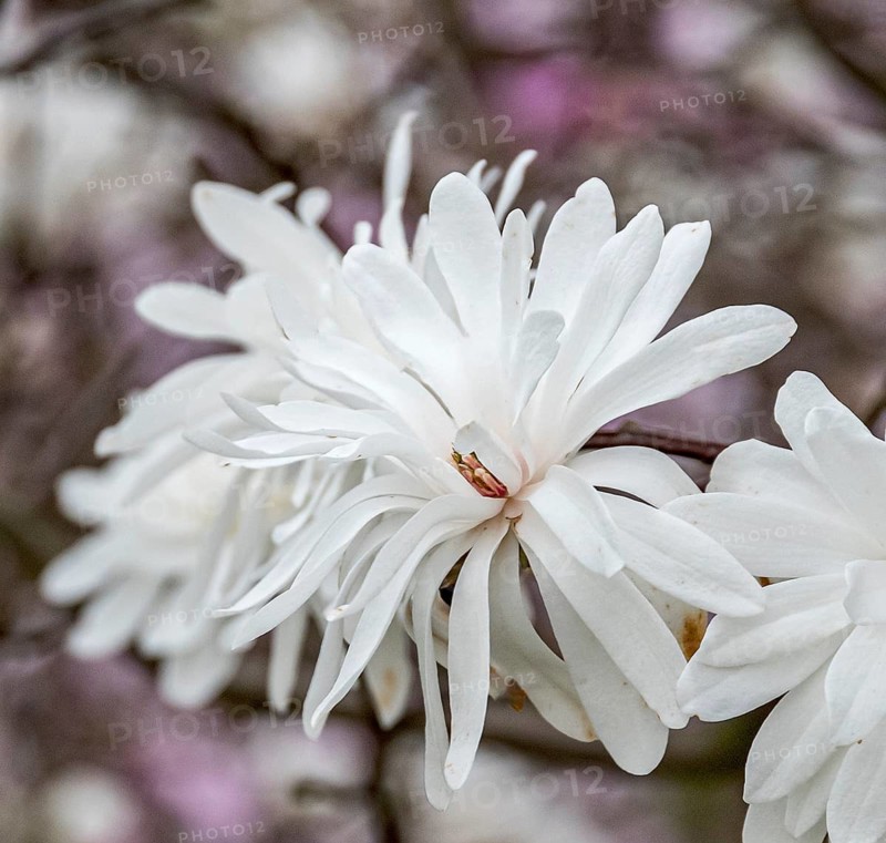 Loebner's magnolia (Magnolia × loebneri 'Powder Puff'), Woislowice Arboretum, Poland