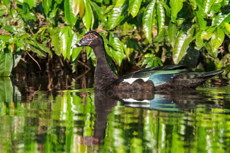 Muscovy Duck (Cairina moschata) in a lake in Manu National Park, Peru