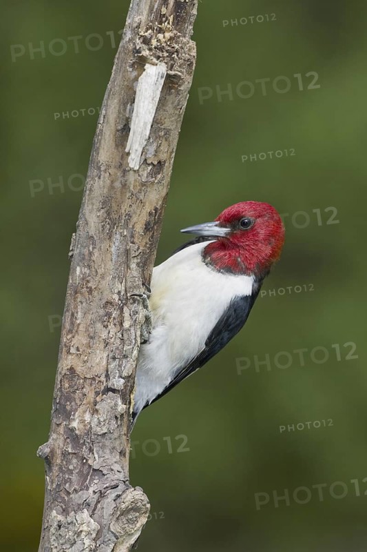 Red-headed Woodpecker (Melanerpes erythrocephalus), Ontario, Canada