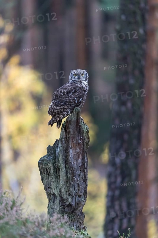 One spotted eagle-owl (Bubo africanus) perched on tree stump in a forest. Trees and leaves in the background