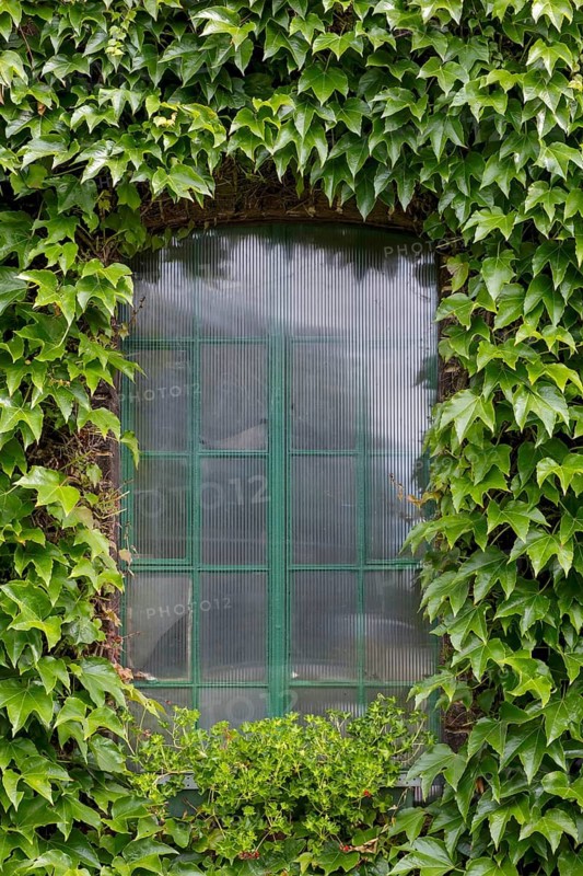 Metal sash bar window, surrounded by Wild Vine, North Rhine-Westphalia, Germany