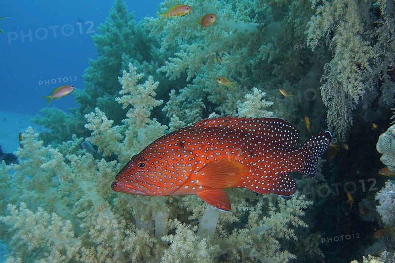 Jewelled grouper (Cephalopholis oligosticta)