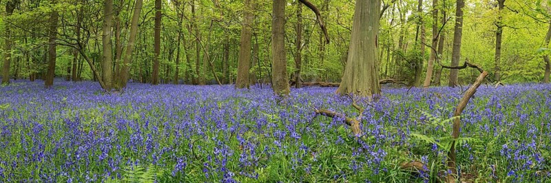 Panorama of a Bluebell Wood in England, fresh deciduous forest in spring full of blue common bluebell (Hyacinthoides non-scripta) of the common bluebell, England, United Kingdom