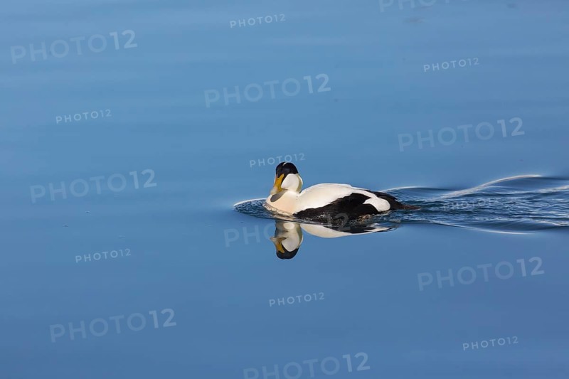 One male common eider, Somateria mollissima, swimming at Jökulsárlón glacier lagoon, Iceland