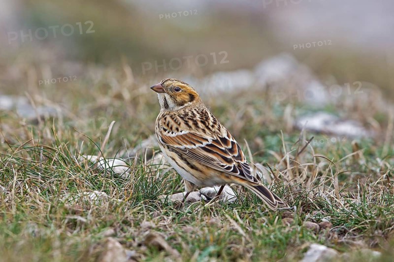 Lapland Longspur (Calcarius lapponicus), Wales, United Kingdom