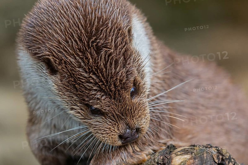 One Eurasian otter (Lutra lutra) grooming himself