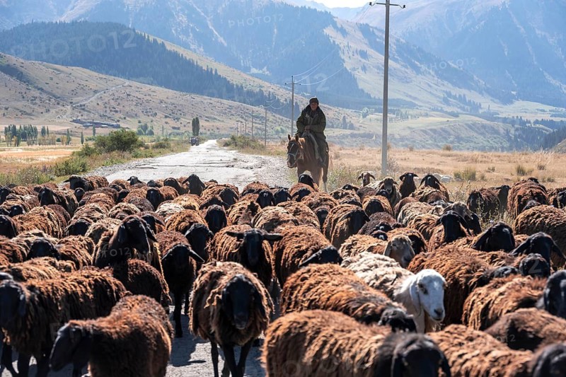 Shepherds driving a flock of sheep on a road, gravel track, Tian Shan, Sky Mountains, Kyrgyzstan