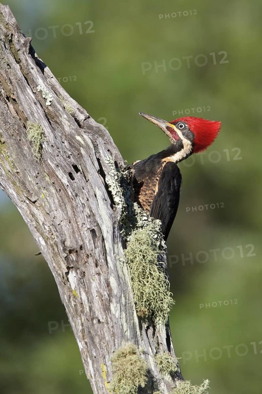 Lineated Woodpecker (Dryocopus lineatus) perched on a branch in Bolivia, South America