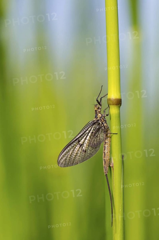 Brown mayfly, (Ephemera vulgata), Ephemeroptera, animals, insects, flies, fly, Lake Neusiedl, Andau, Burgenland, Austria