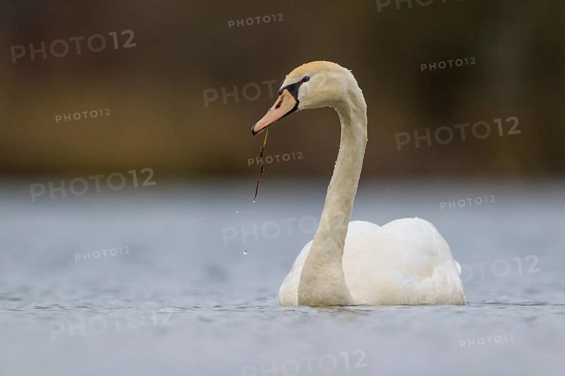 Mute Swan (Cygnus olor), North Rhine-Westphalia, Germany