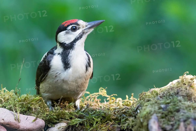 Great Spotted Woodpecker (Dendrocopos major) juvenile, Lower Saxony, Germany