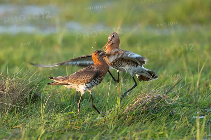 Black-tailed Godwit (Limosa limosa) wrangling, Lower Saxony, Germany