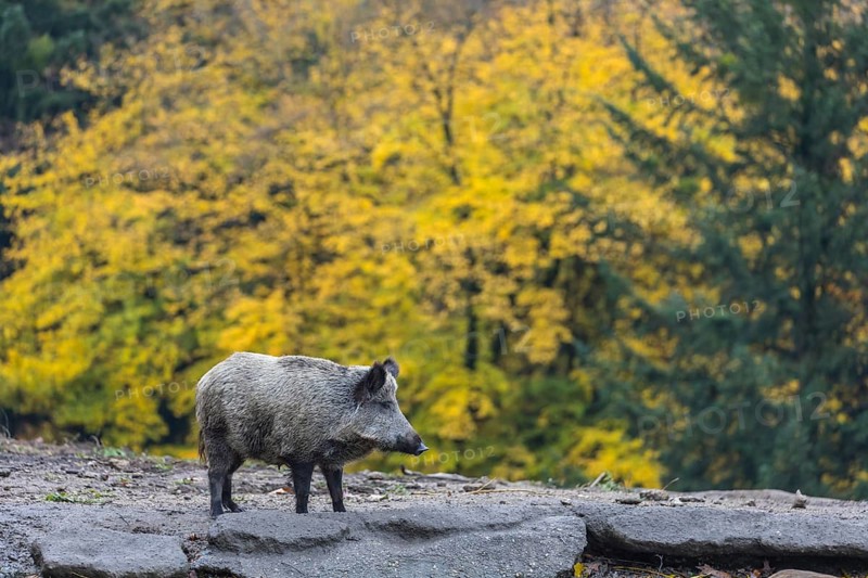 One wild boar or wild pig (Sus scrofa), walking over an opening searching for food, with an autumnal colored forest in the background