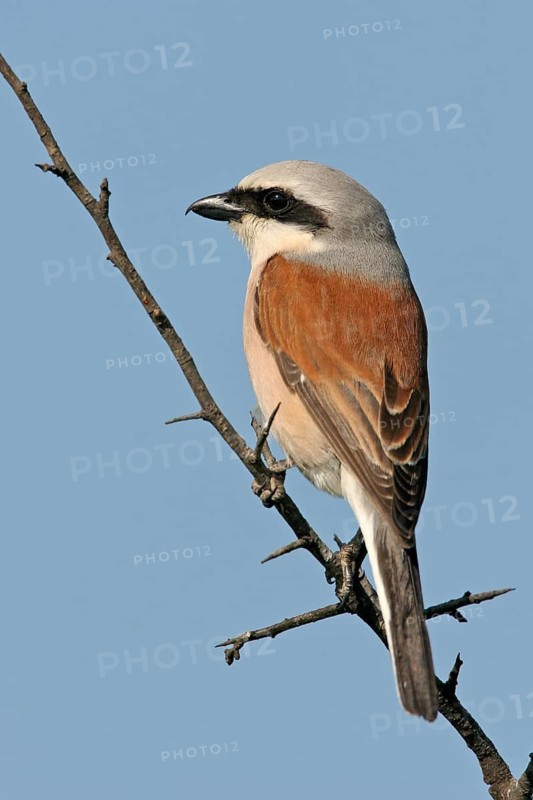 Red-backed shrike (Lanius collurio), Pie-griËche Ècorcheur, AlcaudÛn Dorsirrojo, Spider, spider, Black Sea coast, Hockenheim, Baden-W¸rttemberg, Germany