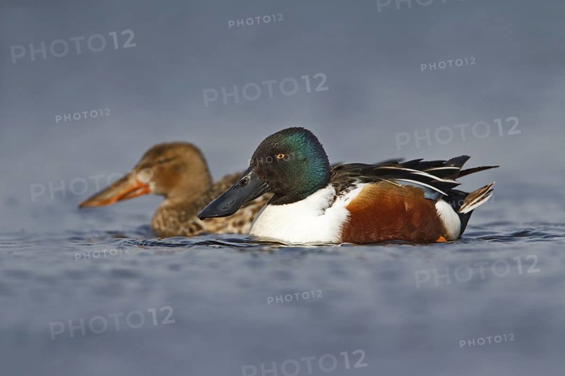 Northern Shoveler (Spatula clypeata) pair, Utrecht, Netherlands