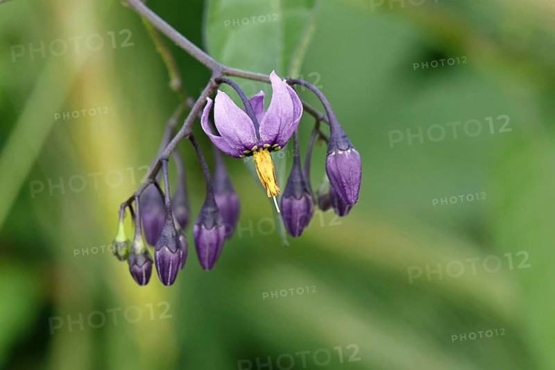 Bittersweet nightshade (Solanum dulcamara), bitter nightshade, blue bindweed, purple flower, woody nightshade in flower, medicinal plant, medicinal use, poisonous plant, Wilnsdorf, North Rhine-Westphalia, Germany